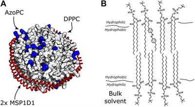 Membrane Protein Activity Induces Specific Molecular Changes in Nanodiscs Monitored by FTIR Difference Spectroscopy